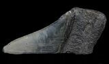 Fossil Megalodon Tooth Paper Weight #66208-1